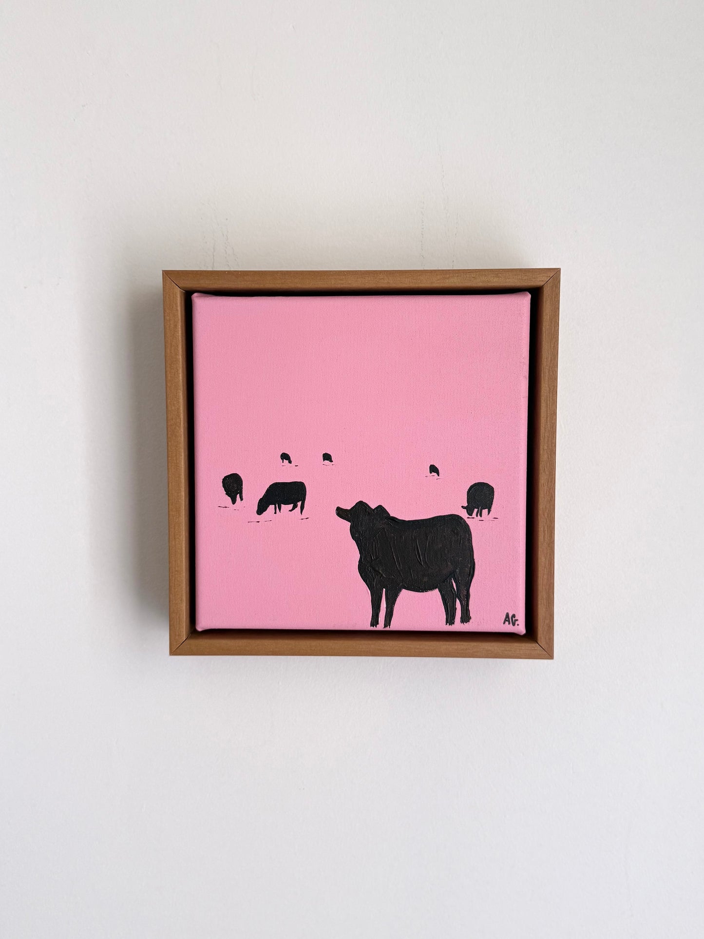 Pink cattle